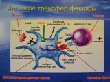 Трансфер фактор - операционная система иммунитета